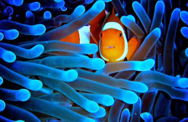 5-Day Best of Cairns with Daintree, Kuranda, and Great Barrier Reef