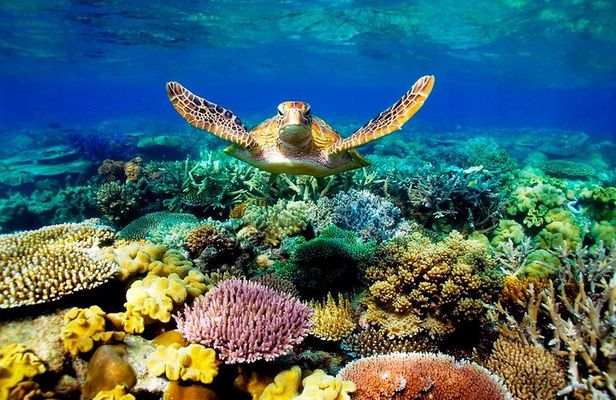 3-Day Best of Cairns Combo: The Daintree Rainforest, Great Barrier Reef, and Kuranda