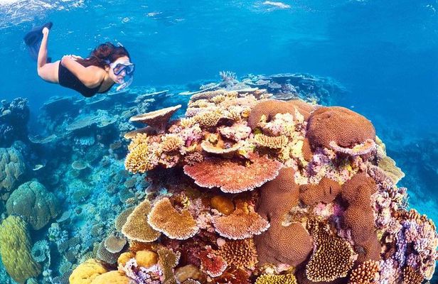 6-Day Best of Cairns Including the Great Barrier Reef, Kuranda and the Daintree Rainforest
