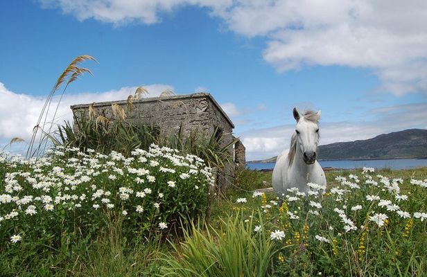 Connemara, Kylemore Abbey and Wild Atlantic Way tour from Galway