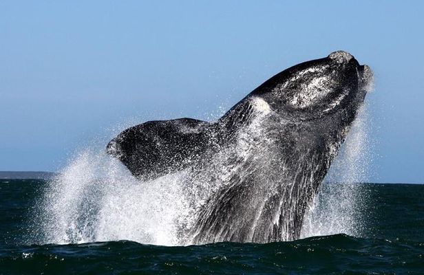 Whale Watching from Gansbaai