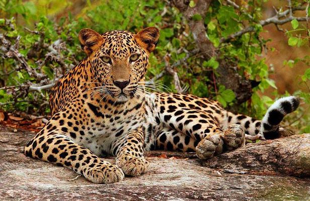 Yala National Park Private Safari trip from Galle/Unawatuna/Mirissa