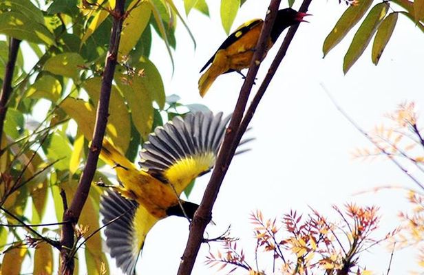 River Cruise for Birds Watching in Galle