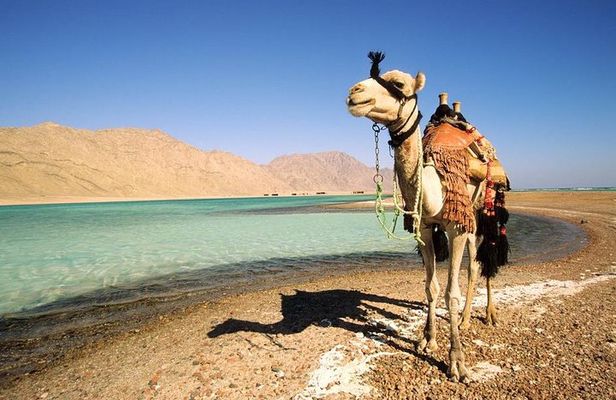 Blue Lagoon Beach 1-Hour Camel Safari from Dahab