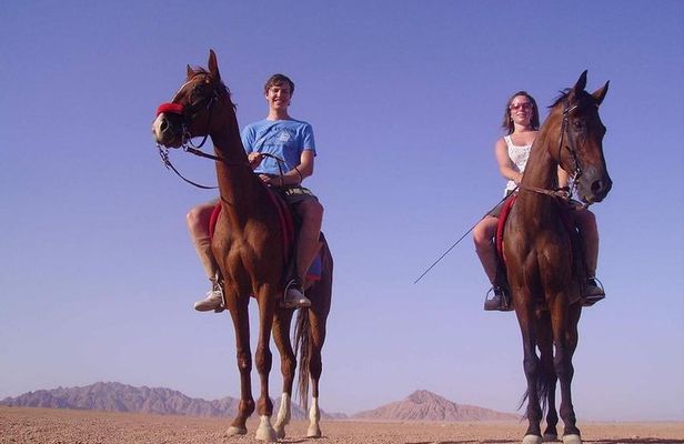 Horse Riding in Dahab