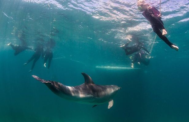 Dolphin and Seal snorkel adventure from Sorrento