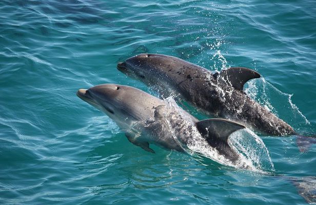 3-Hour Dolphin and Seal Sightseeing Cruise, operated with swim tour passengers