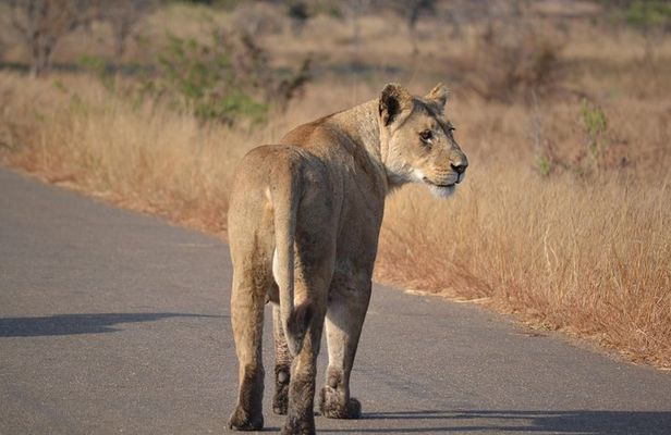 4-Day Hluhluwe Imfolozi and St Lucia Safari from Durban