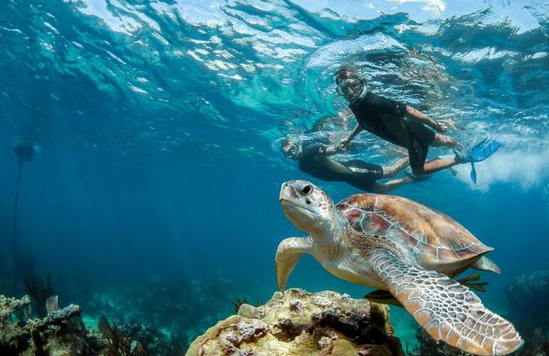 Private Tour Turtle Experience and Cenote Swim