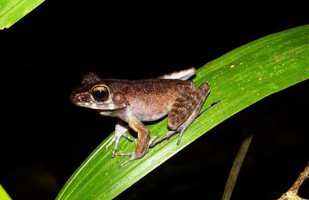 Night Frogs Tour at Kubah National Park