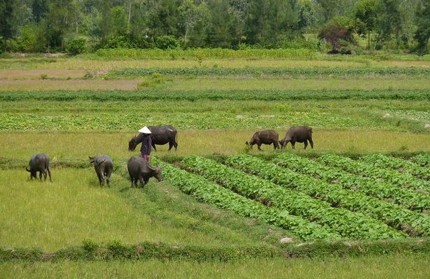 Half-Day Hoi An Countryside and Villages Tour by Bike