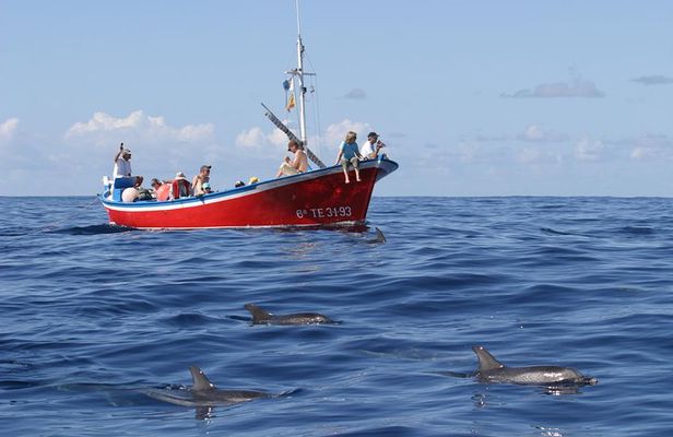 Whalewatching La Gomera