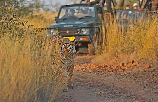 Golden Triangle with Ranthambore Tour