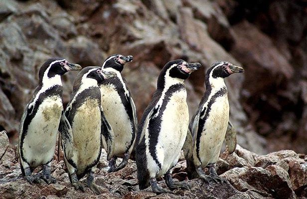 Ballestas Islands tour from Pisco CRUISESHIP TERMINAL
