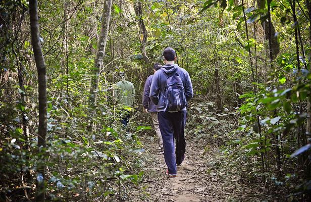 Private 4-hour Ecotour to Cantareira or Jaraguá Forest Reserve