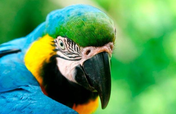 4-Day Jungle of Peru Tambopata Nature Reserve
