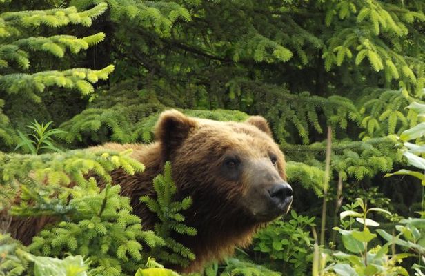 Chichagof Island Tour: Brown Bear Search
