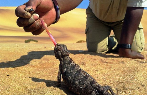 Living Dunes Experience from Swakopmund