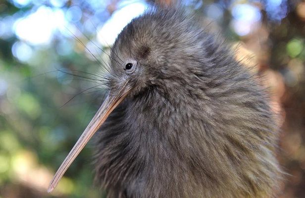 Rotorua and Waitomo Caves Day Trip from Auckland -Smaller Groups