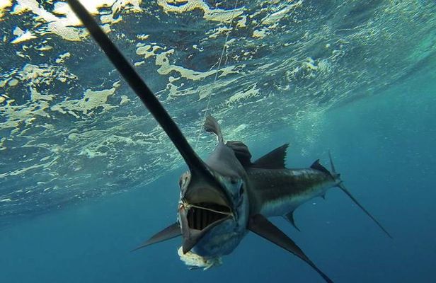 Four-Hour Fishing Tour in Dominica