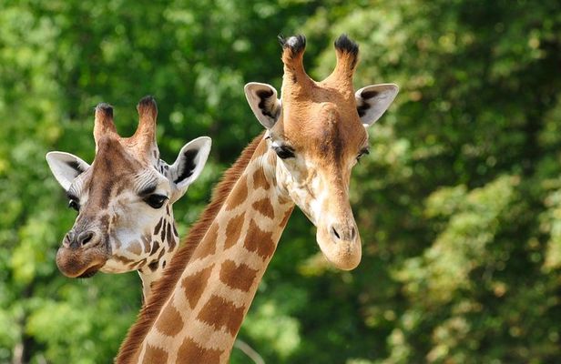 Day tour to Giraffe Center and Karen Blixen Museum