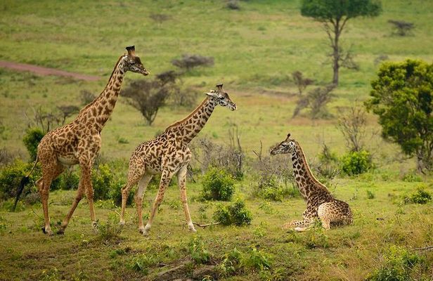 Arusha National Park Guided Day Tour from Arusha