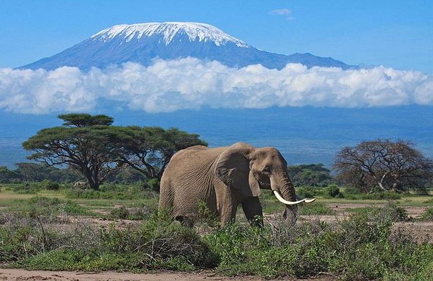 7 Day Maasai Mara, Lake Nakuru, Lake Naivasha and Amboseli Safari
