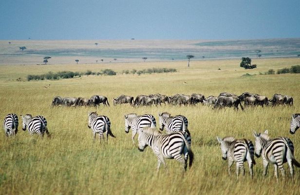4 Days Group Joining Budget Safari To Masai Mara And Lake Nakuru National Park