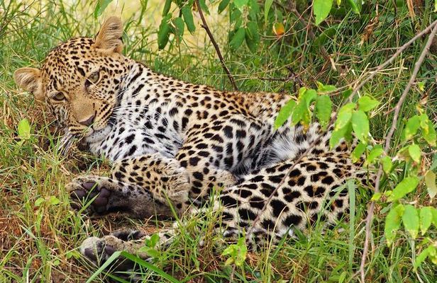 3 days 2 nights budget group safari to Maasai Mara National Reserve