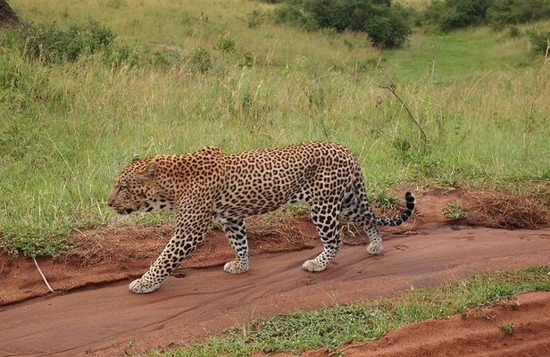 4 days group joining budget safari to Maasai Mara only