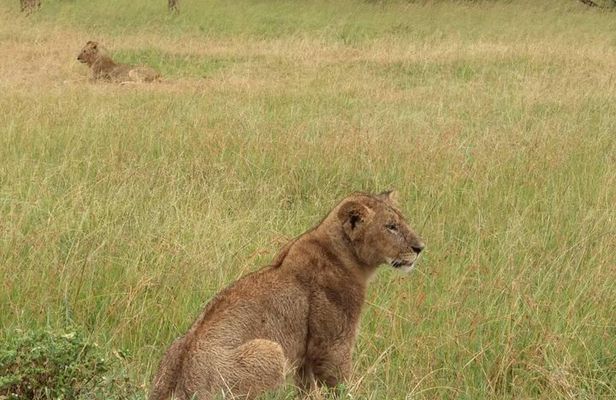 3 Days PRIVATE LUXURY SAFARI to Masai Mara from Nairobi