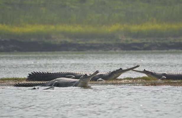 National Chambal Sanctuary and Alligator Day Tour from Agra