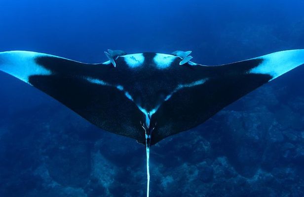 Full-Day Koh Bon Scuba Diving from Phuket