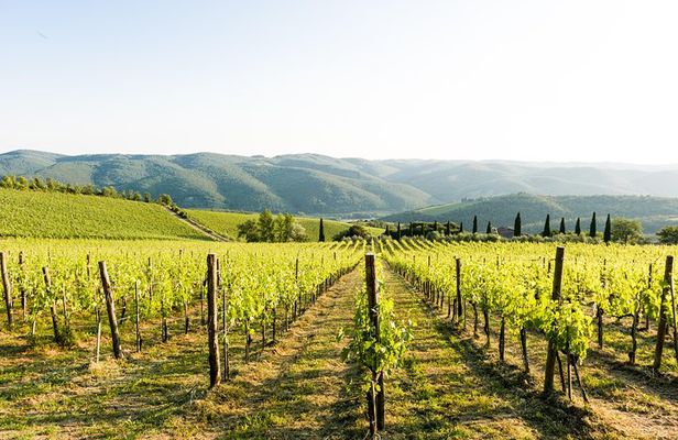 Tour and Tasting at an Organic Winery in the Heart of Chianti Classico Area