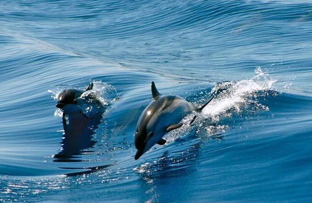 Gibraltar Dolphin Adventure