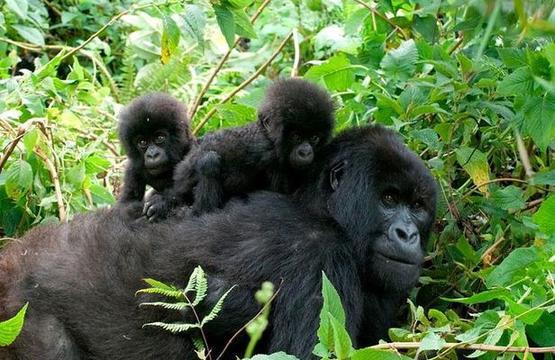 3 Days Bwindi Gorilla Trekking tour