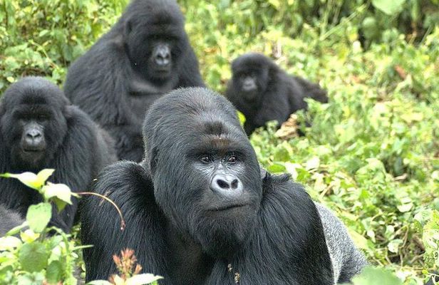 5 Day Rwanda gorilla and Lake Kivu Safari
