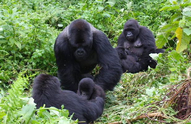 3 Day Bwindi gorilla flying in safari