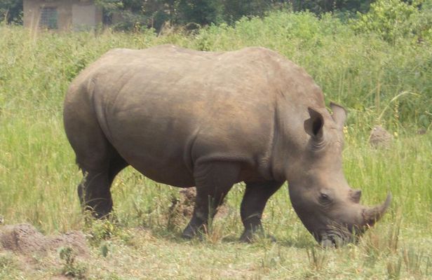 1 Day ziwa Rhino tracking trip