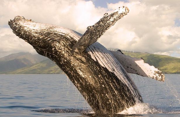 Deluxe Whale Watching Sail on Maui