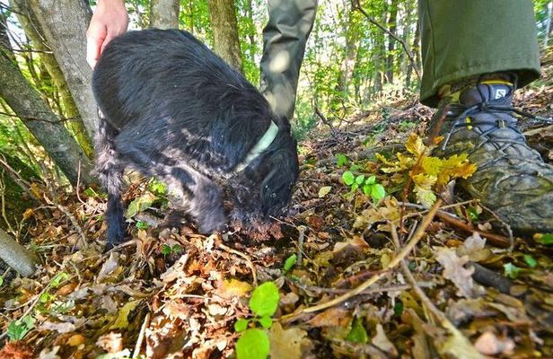 Guided Truffle Hunt Istria