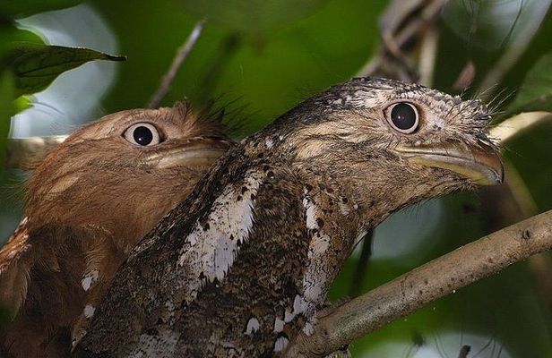 Kerala Bird Watching Tour