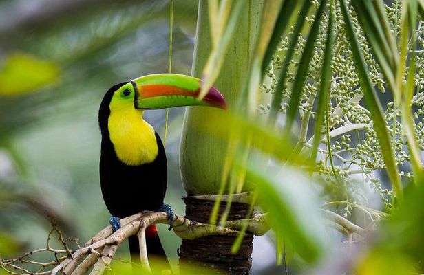 Nature Wildlife Safari Float Tour from La Fortuna-Arenal