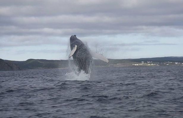 2 Hour Ocean Safari on Zodiac Boat