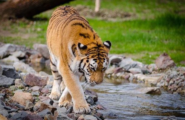 Corbett Wildlife Safari Tour with Kumaon Hill Station