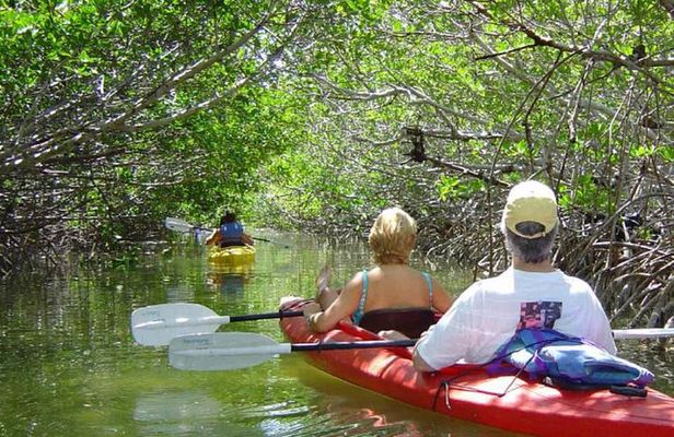 Key West Mangrove Kayak Eco Tour