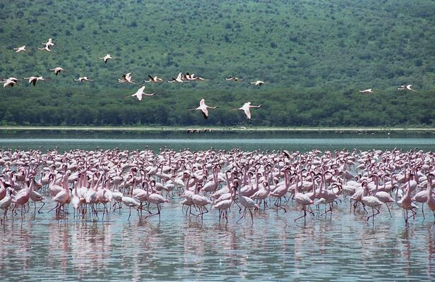 Lake Nakuru National Park Day Tour from Nairobi