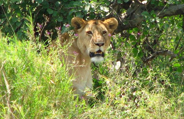 6-Day Safari in Tanzania's Northern Parks