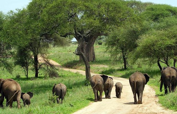 Tarangire National Park Guided Day Tour From Arusha