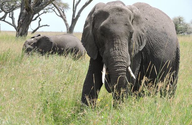 Serengeti 2-Day Safari from Mwanza